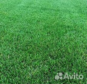 Продажа Рулонного газона