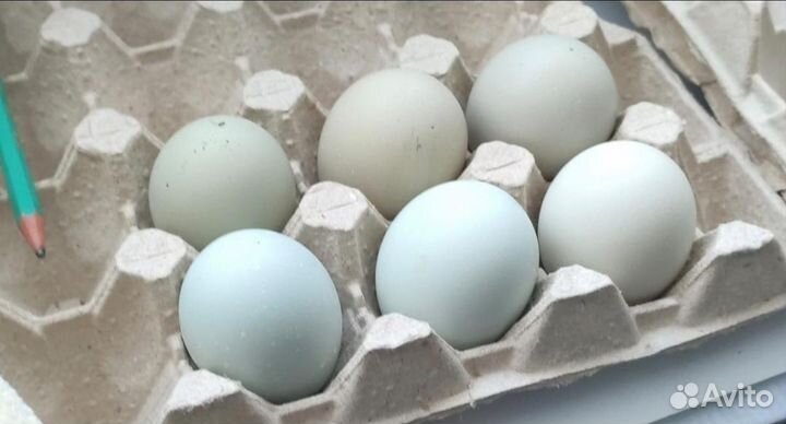 Цыплята и инкубационное яйцо Сильверудд Блю