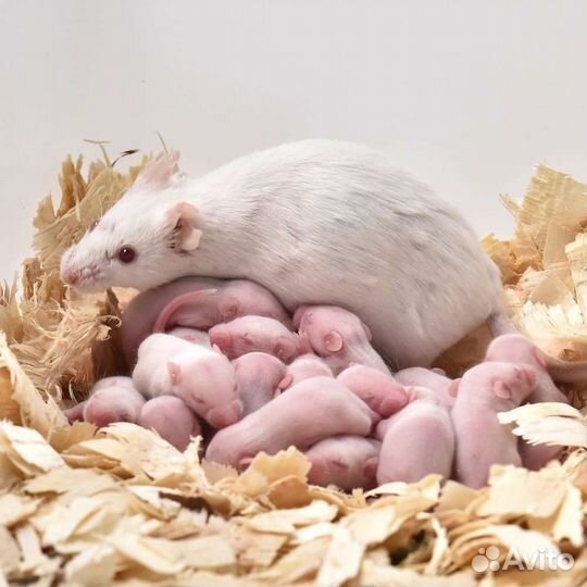 Кормовые мыши, крысы, цыплята, перепелки