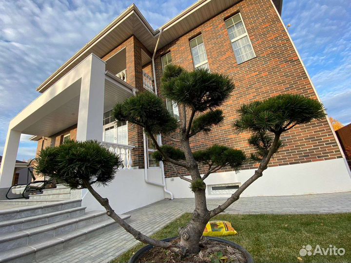 Бонсай штамбы сосна горная, ель голубая, можжевель