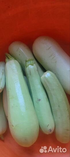 Огурцы, Кабачки домашние суздальские