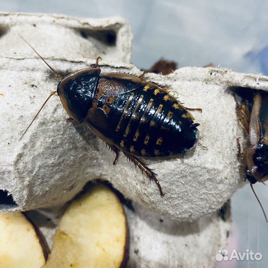 Аргентинский таракан, сверчок, мучной червь