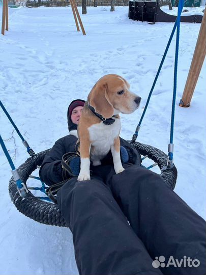 Кобель Бигль, вязка