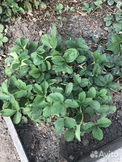 Клубника ремонтантная