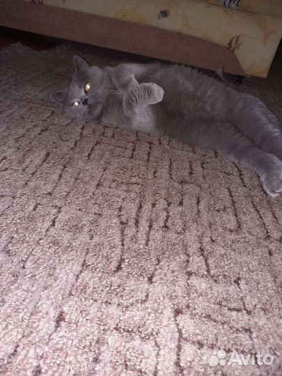 Британская