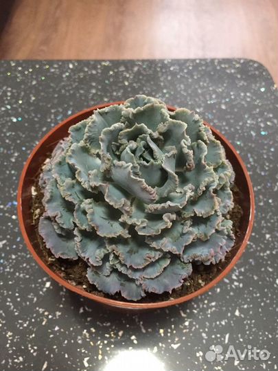 Суккуленты