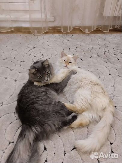 Отдам бесплатно