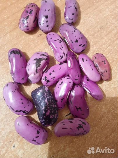 Декоративная фасоль