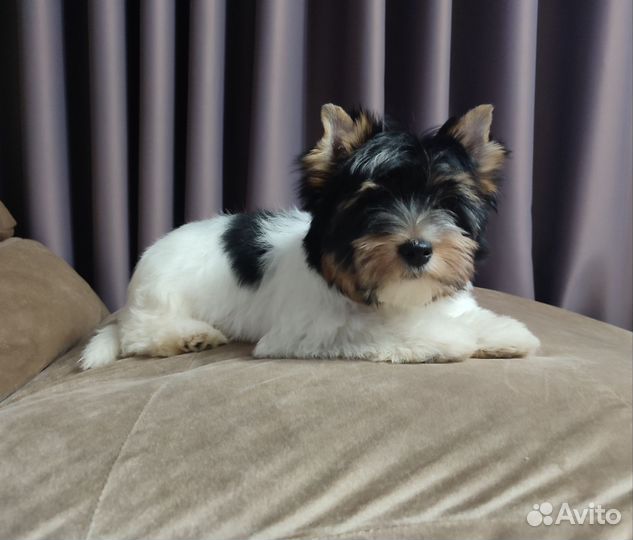 Бивер - мальчик