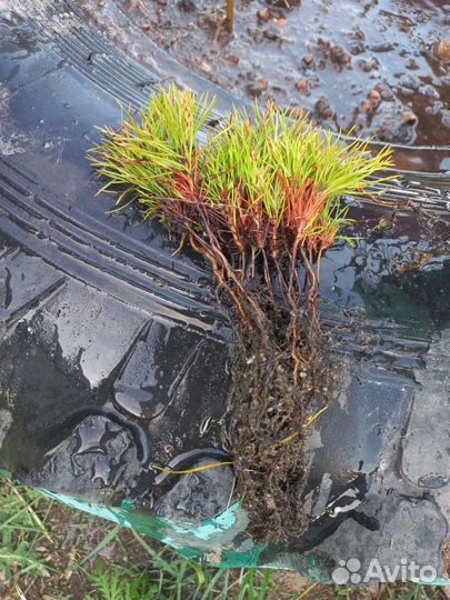 Саженцы ель