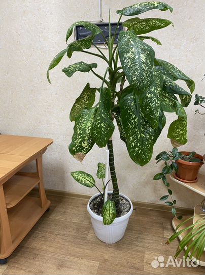 Диффенбахия