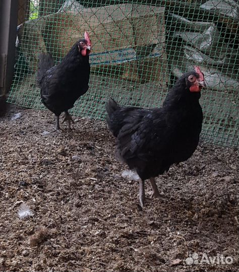 Синь синь дянь петушки 2,5 месяца