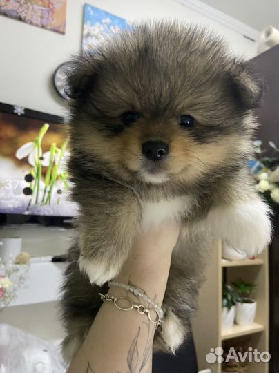 Щенки немецкого шпица