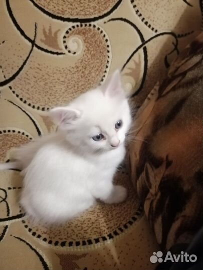 Белая Кошечка