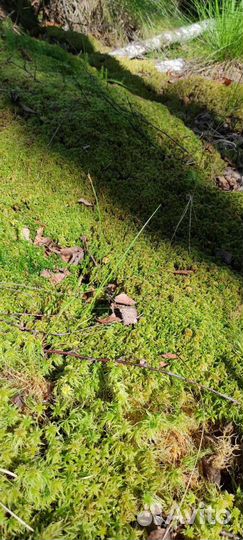 Мох сфагнум, живой для цветоводства, улиток, ягель