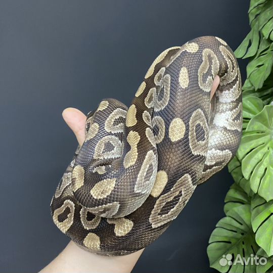 Змея взрослый самец mojave