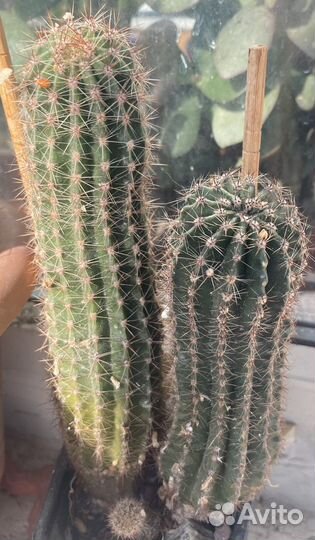 Кактус эхинопсис