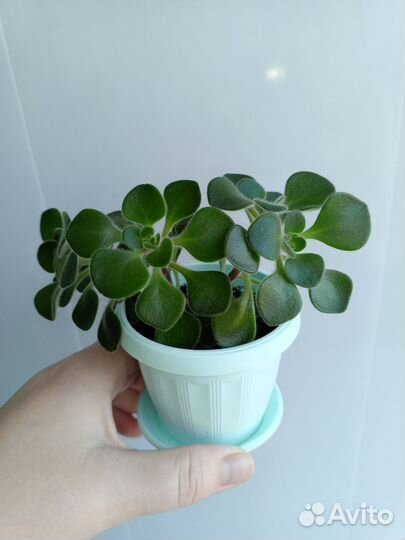 Аихризон (Дерево любви)