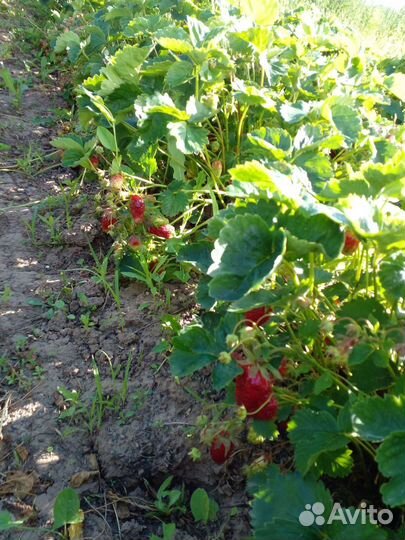Купчиха саженцы клубники
