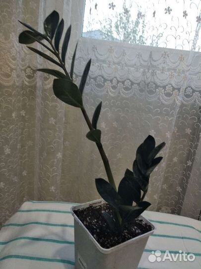 Замиокулькас черный равен