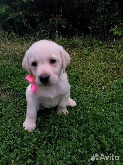 Щенки лабрадора