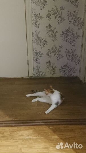 Кошка в дар