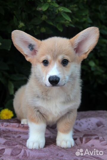 Вельш-корги пемброк