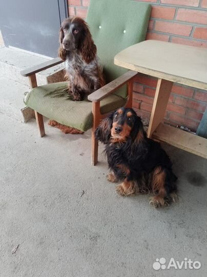 Щенки русского охотничего спаниеля