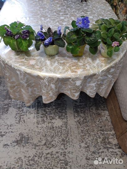 Фиалка сортовая цветущая