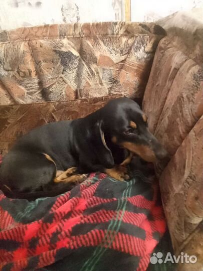 Вязка кобель такса