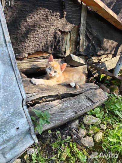 Котята в дар