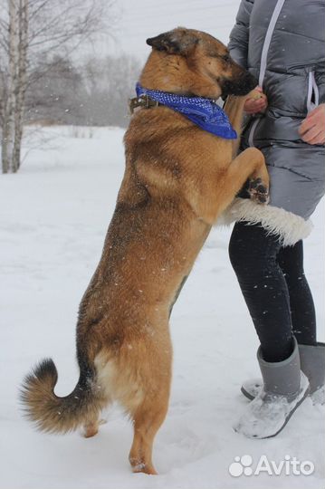 Удобная собака ищет пристанище