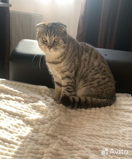 Шотландский кот вязка