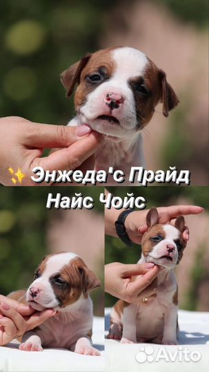 Стаффордширский терьер щенки из питомника