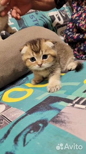 Британские котята