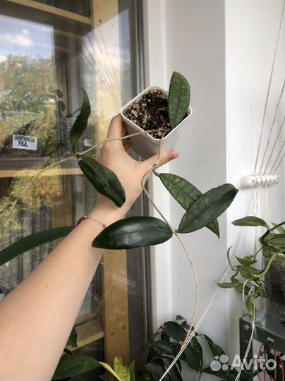 Хойя (домашние)