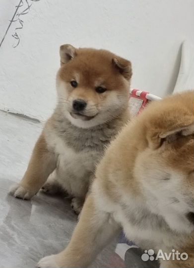Сиба ину девочка