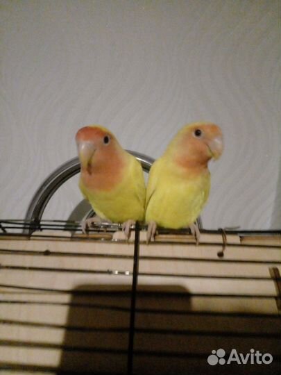 Попугай неразлучники с клеткой