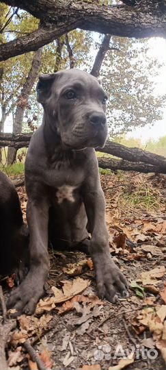 Щенки кане Корсо