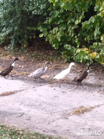 Утки индийский бегунок