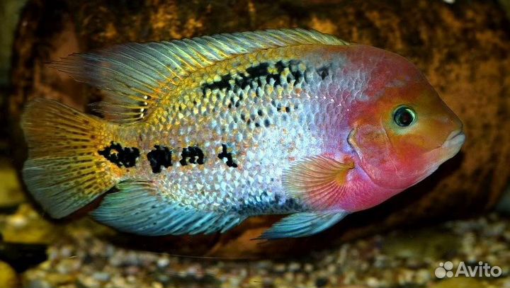 Аквариумные рыбки, Цыхлиды,Акары,Аулонокары и др