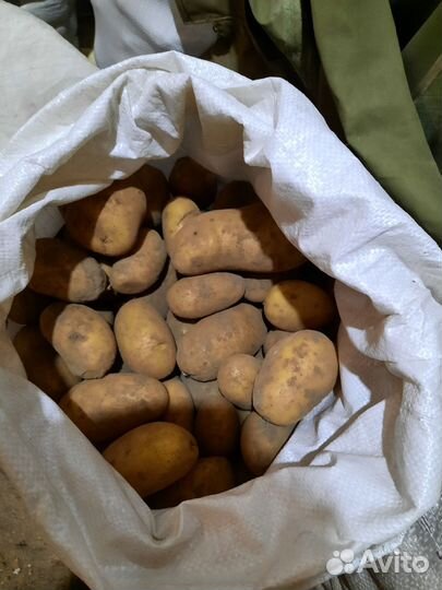 Продам картофель