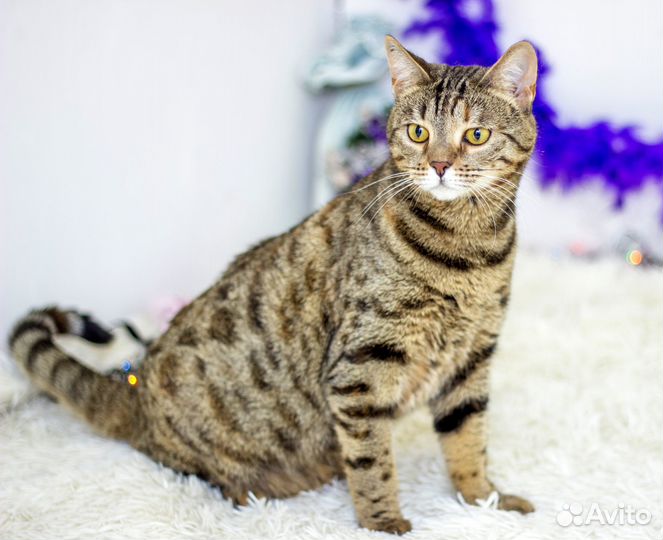 Красивая камышка ищет новый дом