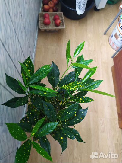 Кротон,Звёздная пыль