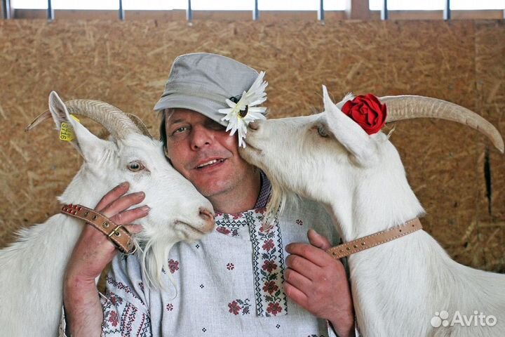 Молоко козье домашнее