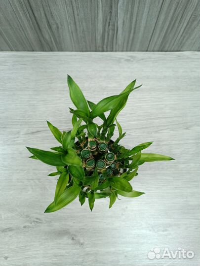 Бамбук Лаки