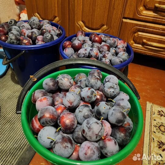 Слива сладкая, свежая
