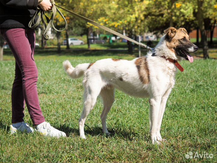 Идеальный пёс в частном Приюте