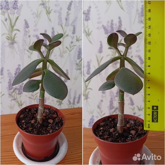Крассула Толстянка Денежное дерево