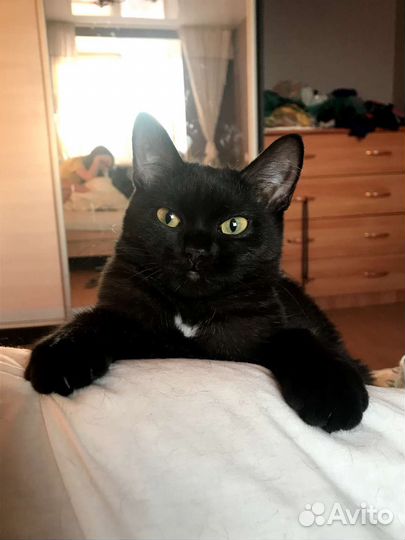 Кошка Анфиса